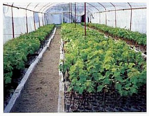 pepinier1_303
