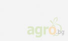В АГРОФОРУМ: Растителна защита на зърнено-житните култури през пролетта  