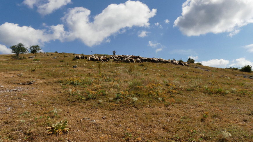 стадо каракачански овце