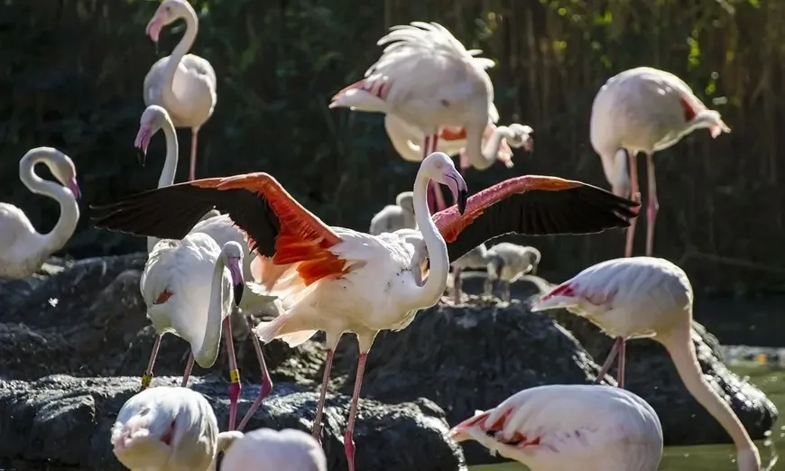 flamingi-shonbrunne