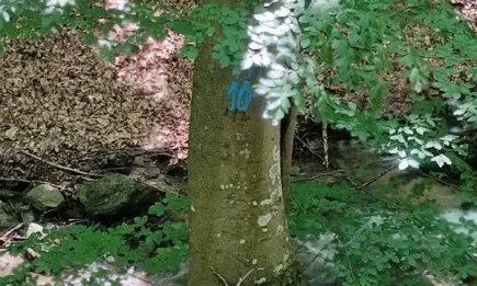 Спасени вековни дървета във вододайна зона